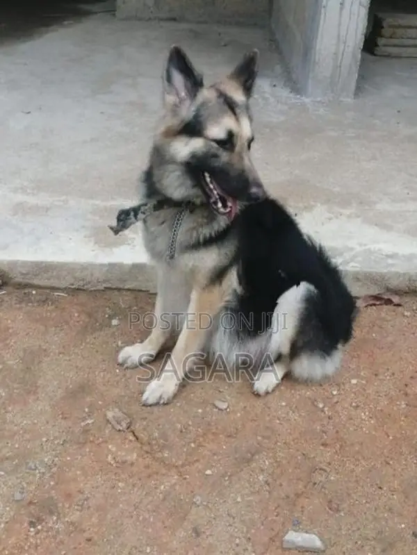 German Shepherd Female Puppies