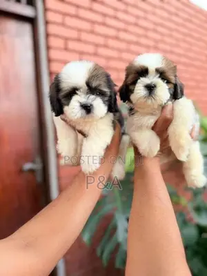 Shihtzu Puppy