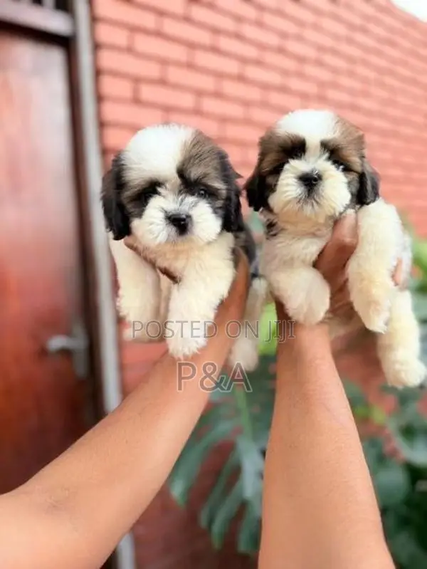 Shihtzu Puppy