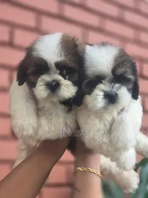 Shihtzu Puppy