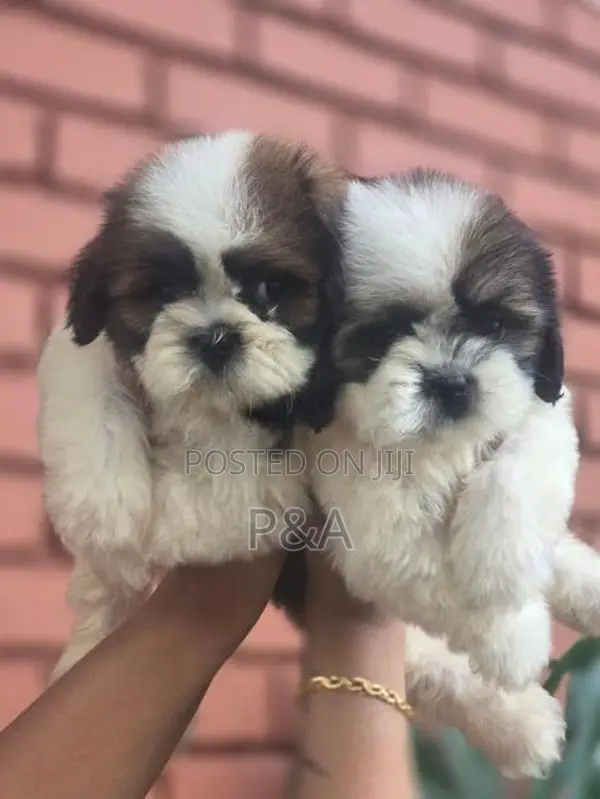 Shihtzu Puppy