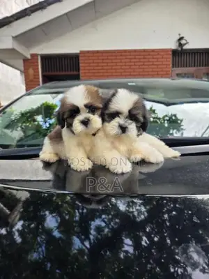 Shihtzu Puppy