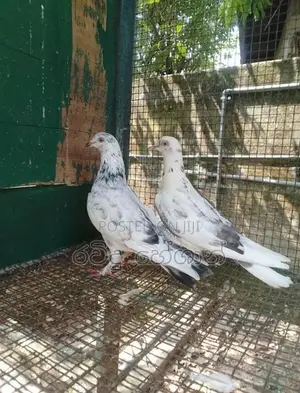 Pigeons