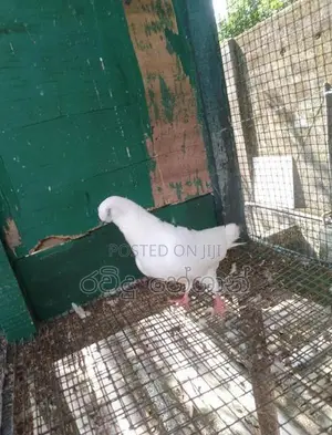 Pigeons
