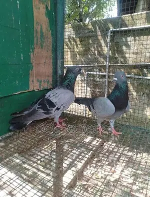 Pigeons