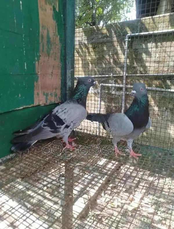 Pigeons