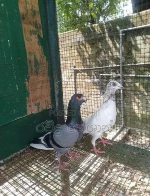 Pigeons