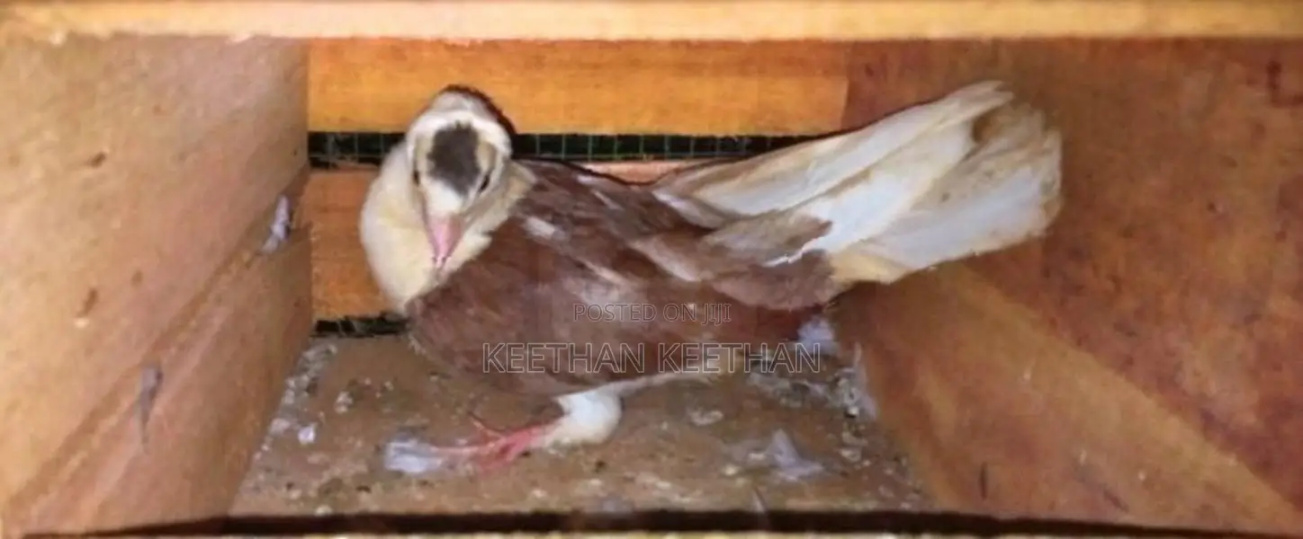 புறாக்கள்