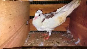 புறாக்கள்