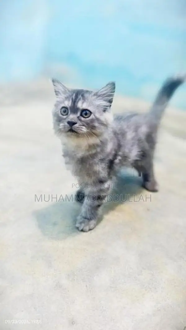 Persian kittens