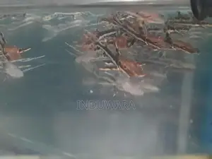 Tiger Shovel Nose Catfish