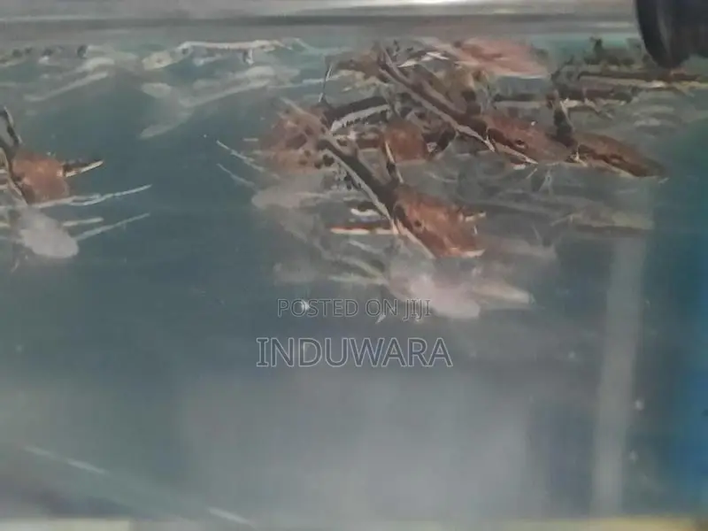 Tiger Shovel Nose Catfish