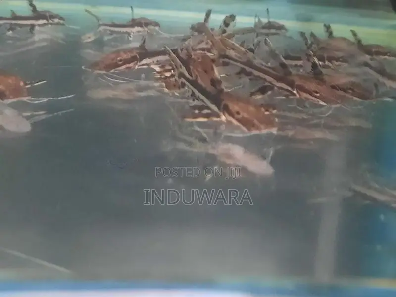 Tiger Shovel Nose Catfish