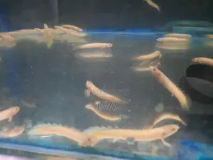 Senagal Fish