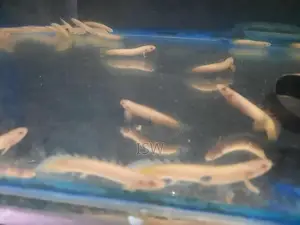 Senagal Fish
