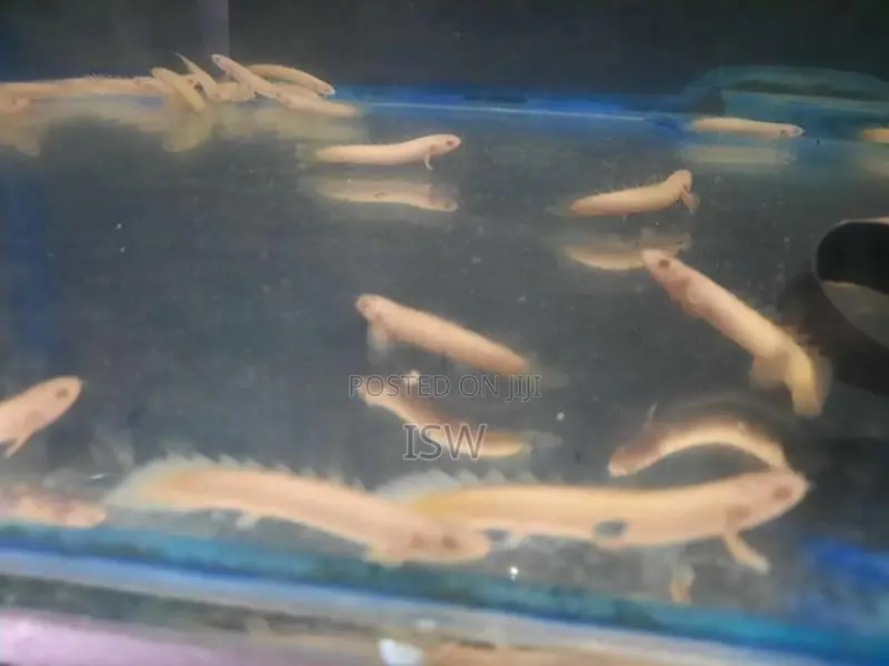 Senagal Fish