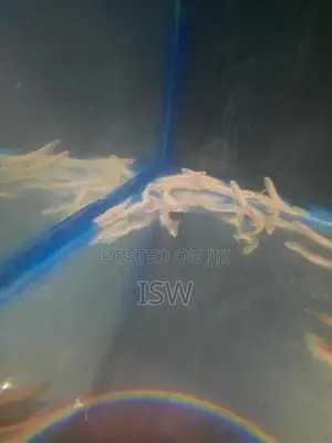Senagal Fish