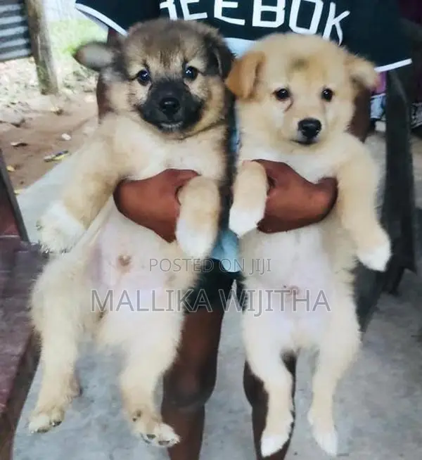 Lion Pomeranian Puppies