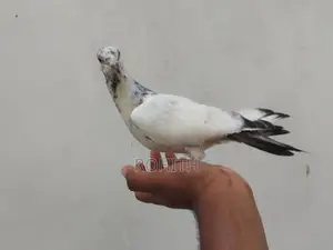 Pigeon