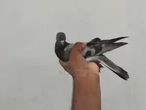 Pigeon