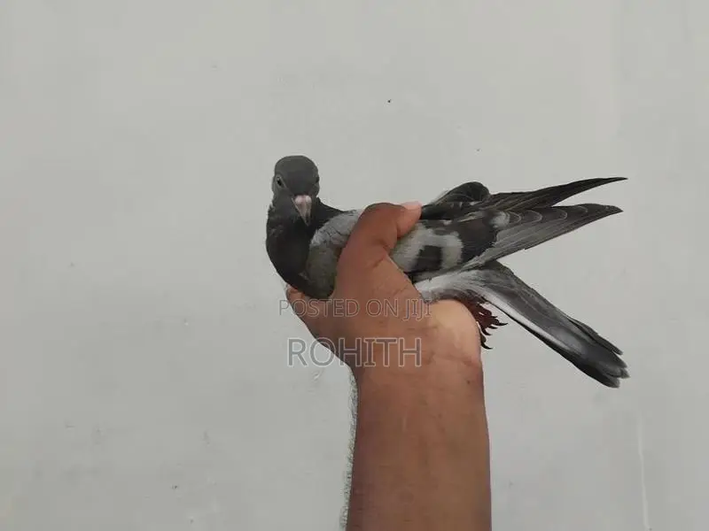 Pigeon