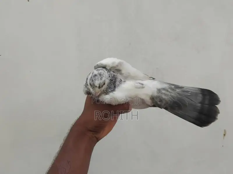 Pigeon
