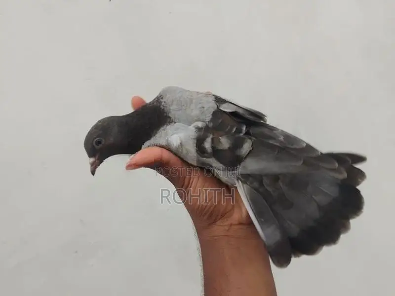 Pigeon