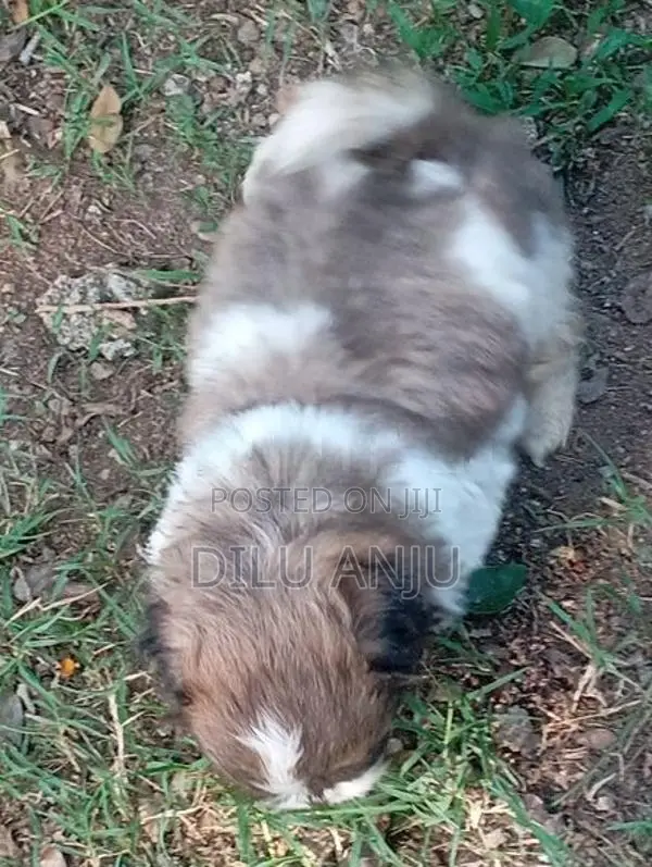 සිස්සු පිරිමි බව්වා