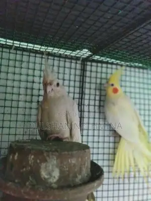Cockatiel. Birds