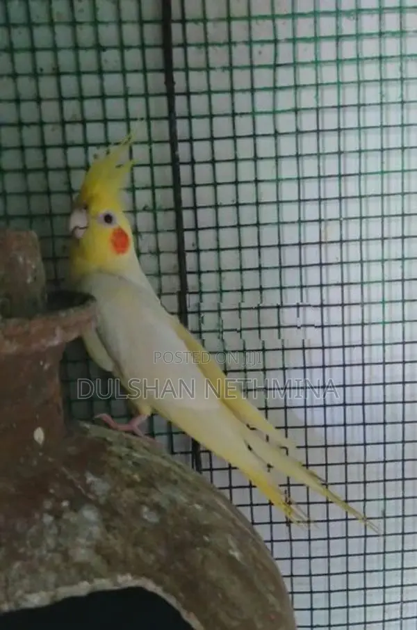 Cockatiel. Birds