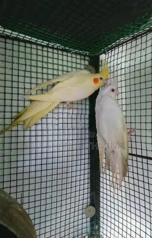 Cockatiel. Birds