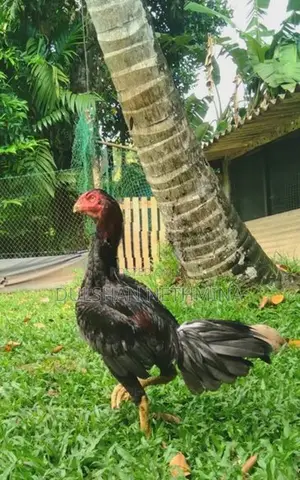 Pokuru Kukula
