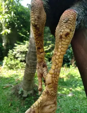 Pokuru Kukula