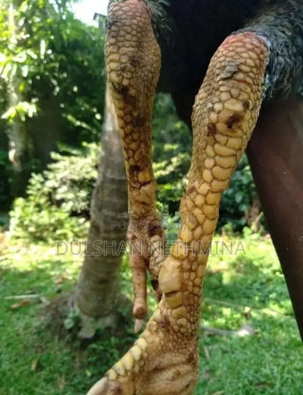 Pokuru Kukula
