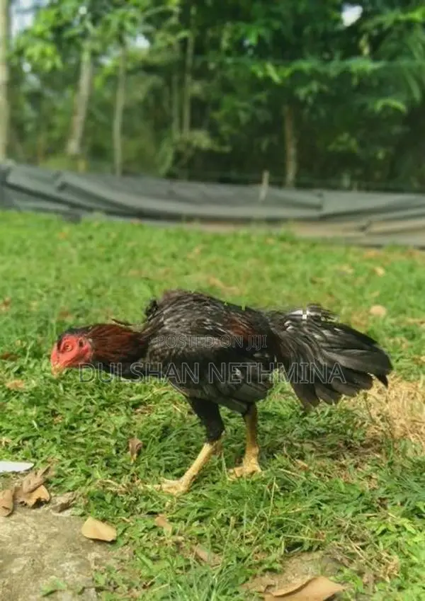 Pokuru Kukula