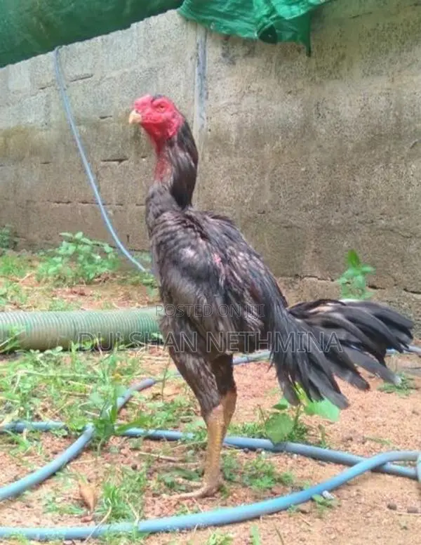 Pokuru Kukula