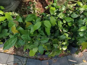 Cinnamon Plant