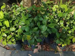 Cinnamon Plant