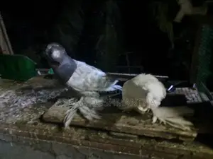 Pigeon