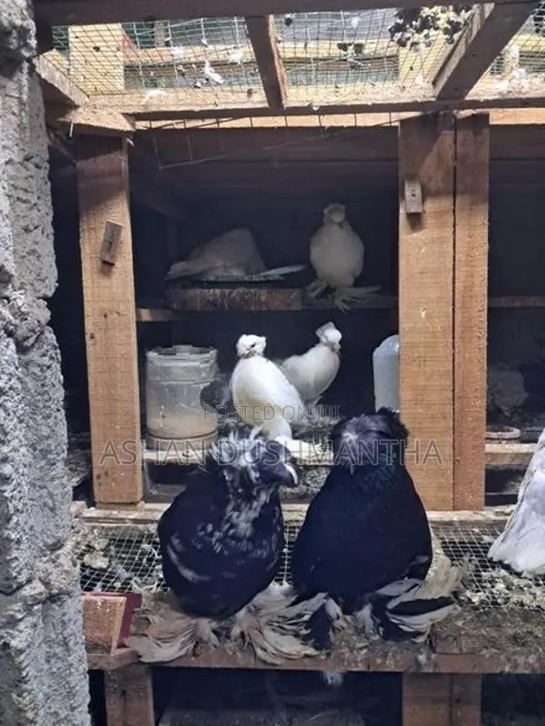 Pigeon