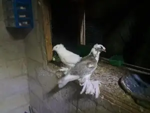 Pigeon