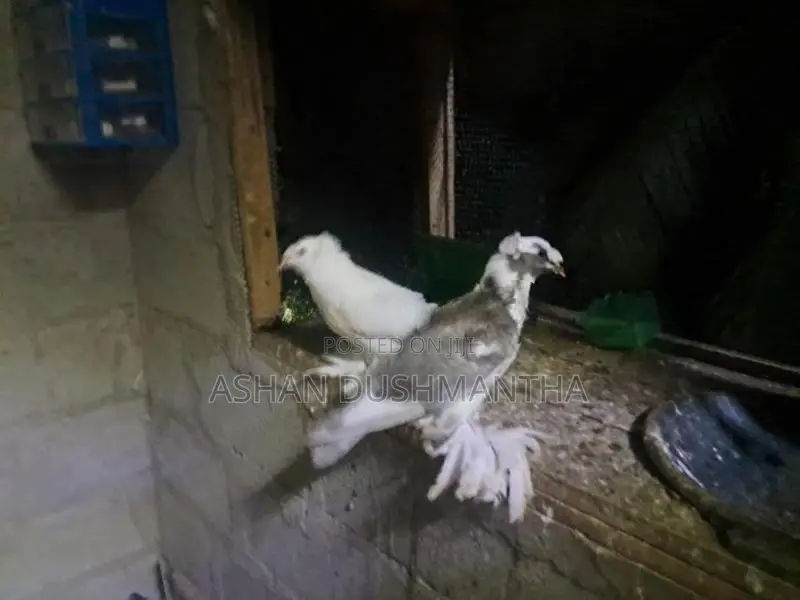 Pigeon