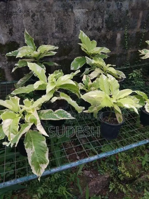 Wathabanga Plant