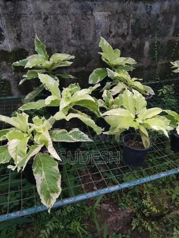 Wathabanga Plant
