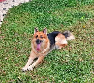 German Shepherd Female