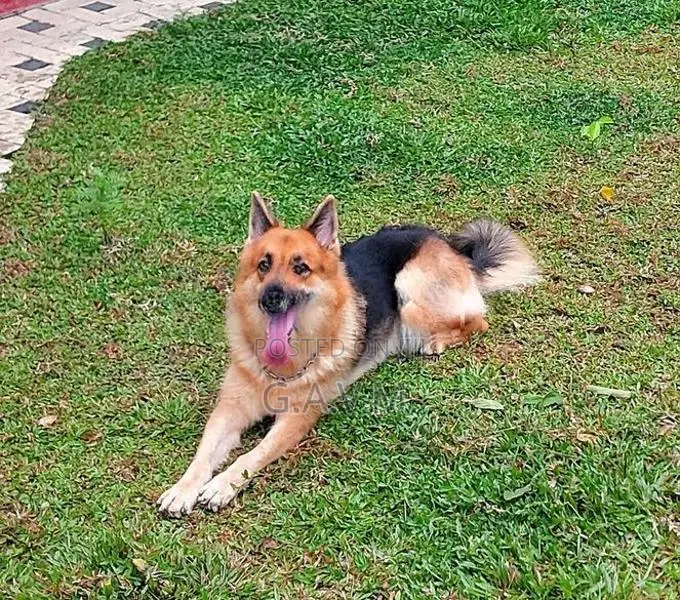 German Shepherd Female