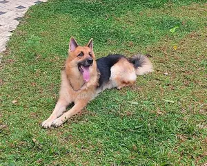 German Shepherd Female