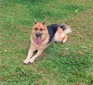 German Shepherd Female