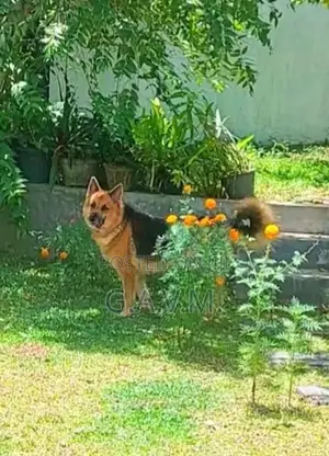 German Shepherd Female