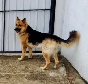 German Shepherd Female